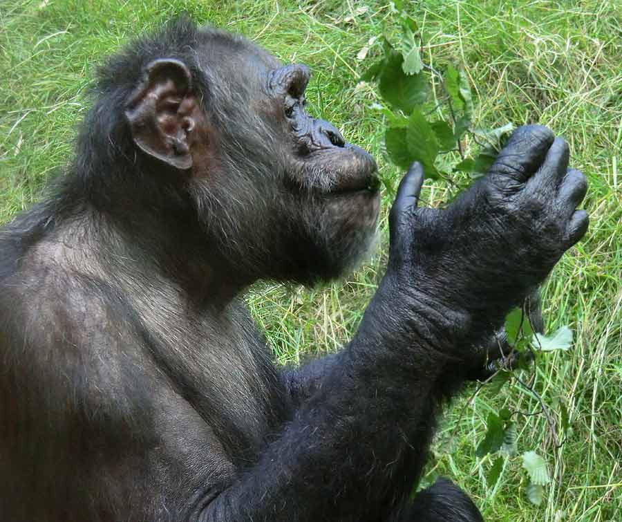 Schimpanse Epulu auf der Freianlage im Zoo Wuppertal am 17. Juli 2014