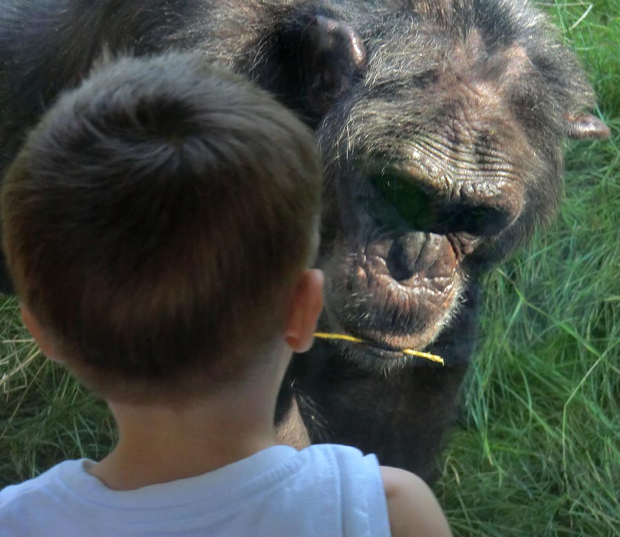 Schimpanse Epulu auf der Freianlage im Wuppertaler Zoo am 17. Juli 2014