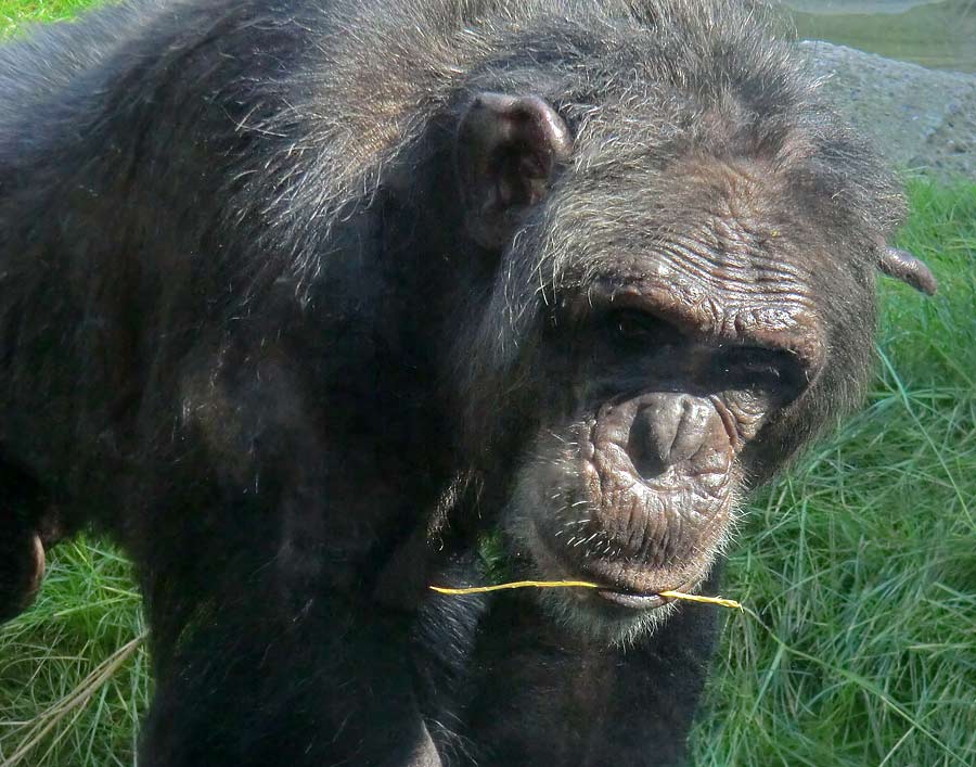 Schimpanse Epulu auf der Freianlage im Zoologischen Garten Wuppertal am 17. Juli 2014