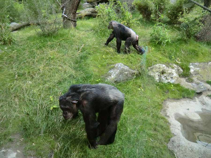 Schimpansen Epulu und Kitoto auf der Freianlage im Zoo Wuppertal am 17. Juli 2014