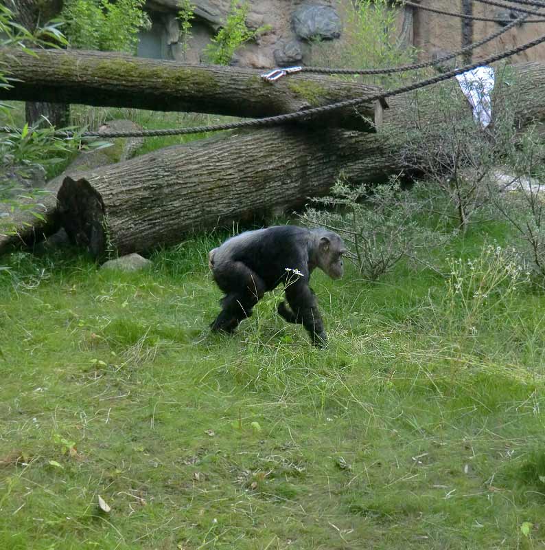 Schimpansin Kitoto auf der Freianlage im Zoologischen Garten Wuppertal am 17. Juli 2014