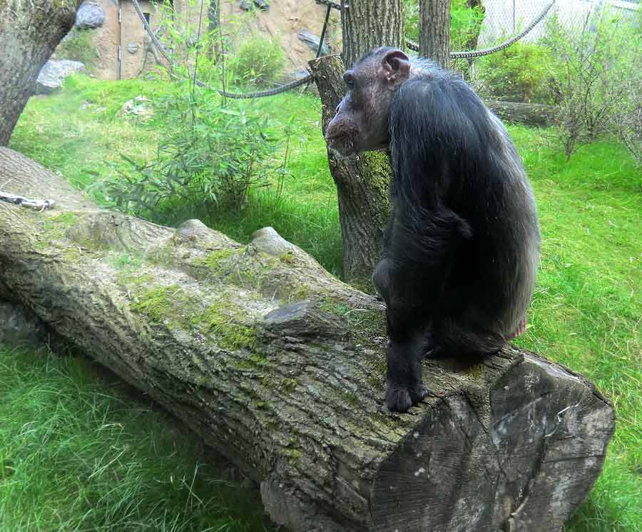 Schimpansin Kitoto auf der Freianlage im Zoo Wuppertal am 17. Juli 2014
