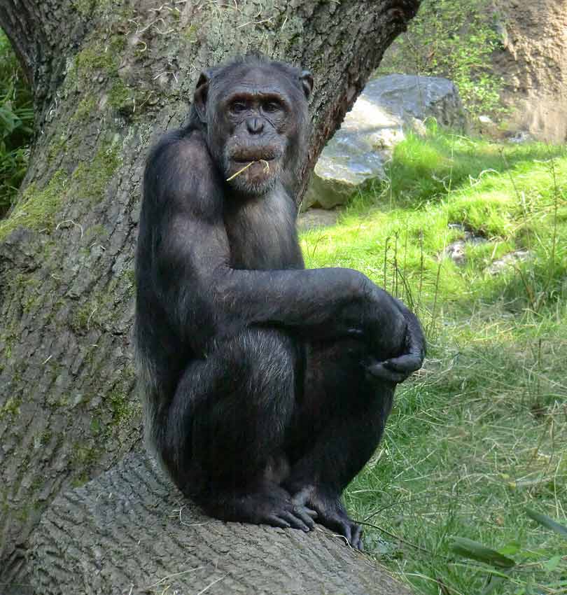 Schimpanse Epulu auf der Freianlage im Wuppertaler Zoo am 17. Juli 2014