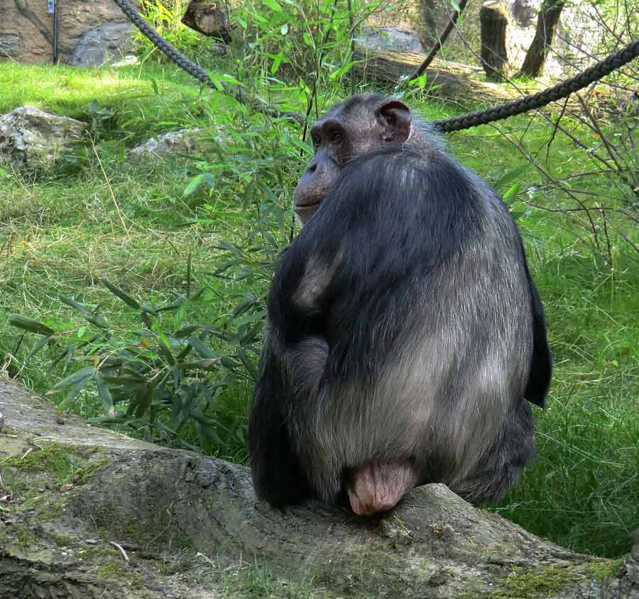 Schimpansin Kitoto auf der Freianlage im Zoologischen Garten Wuppertal am 17. Juli 2014