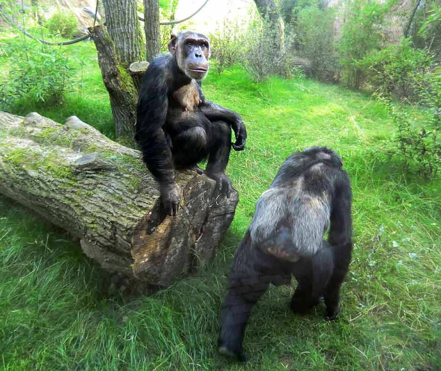 Schimpansin Kitoto und Schimpanse Epulu auf der Freianlage im Zoo Wuppertal am 17. Juli 2014