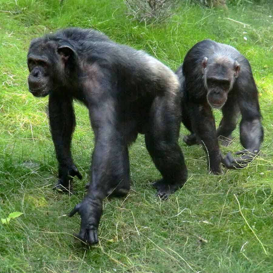 Schimpansen Epulu und Kitoto auf der Freianlage im Zoologischen Garten Wuppertal am 17. Juli 2014