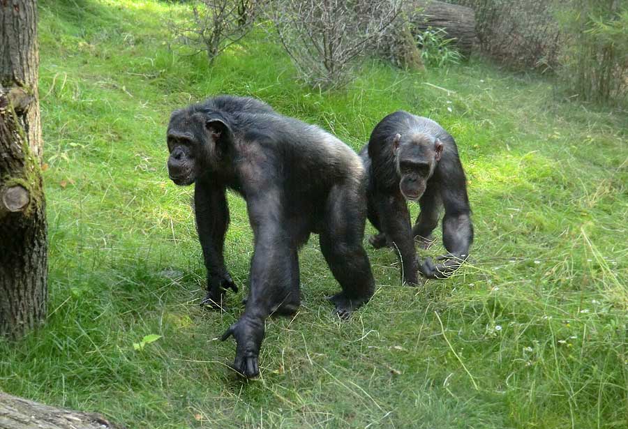 Schimpansen Epulu und Kitoto auf der Freianlage im Zoo Wuppertal am 17. Juli 2014
