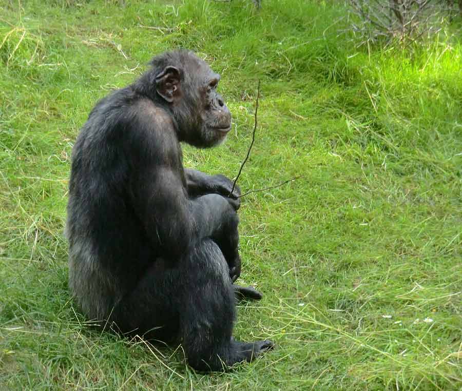 Schimpanse Epulu auf der Freianlage im Zoo Wuppertal am 17. Juli 2014