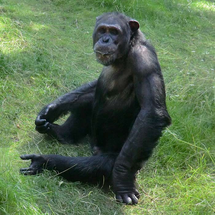 Schimpanse im Wuppertaler Zoo im Juli 2014