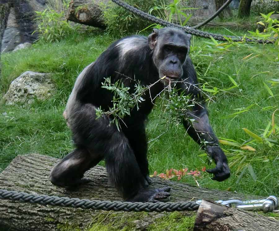 Schimpansin Kitoto auf der Freianlage im Zoologischen Garten Wuppertal am 27. August 2014