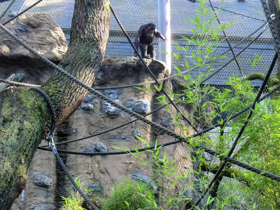 Schimpanse Epulu auf der Mauer der Freianlage am Menschenaffenhaus im Wuppertaler Zoo am 27. August 2014
