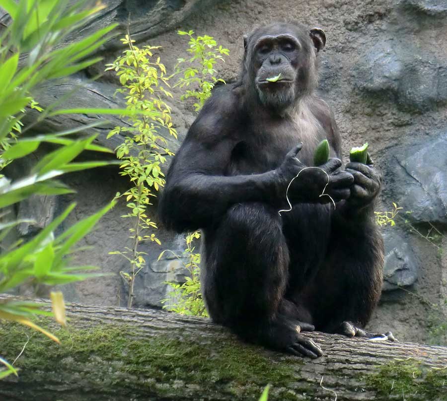 Schimpanse Epulu auf der Freianlage im Wuppertaler Zoo am 4. September 2014