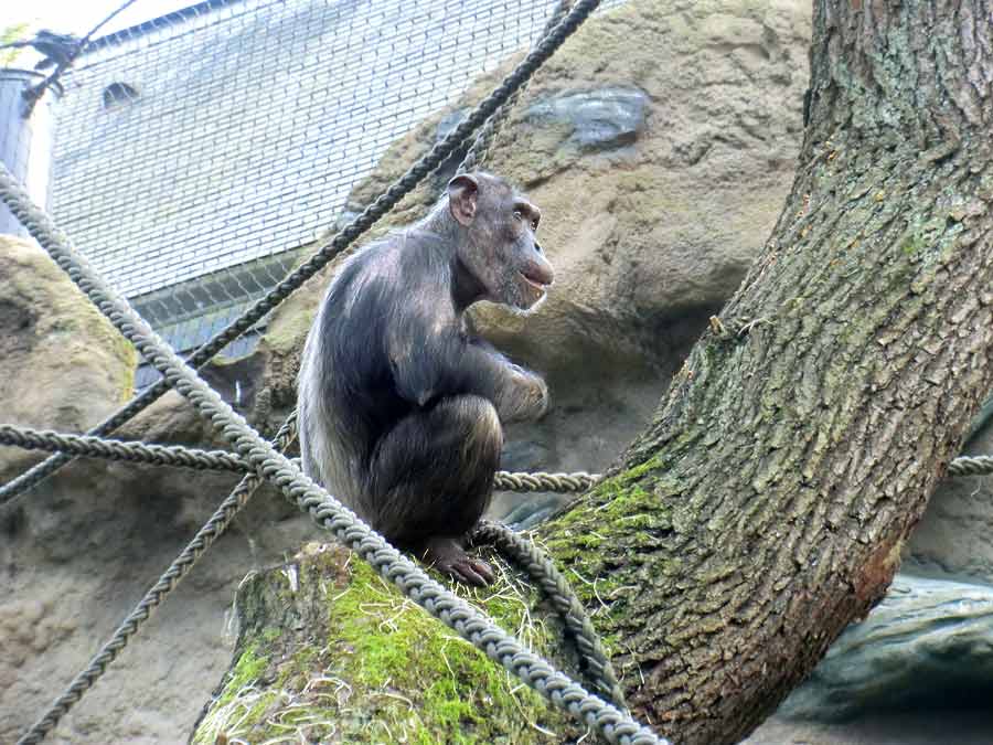 Schimpansin Kitoto auf der Freianlage im Zoo Wuppertal am 4. September 2014