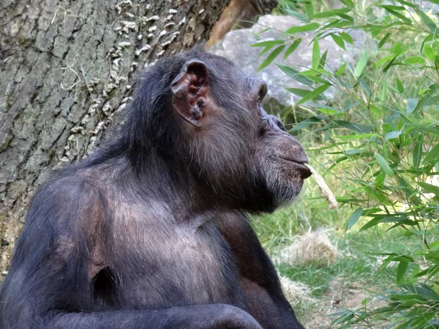 Schimpanse Epulu auf der Freianlage im Zoologischen Garten Wuppertal am 1. Juli 2015