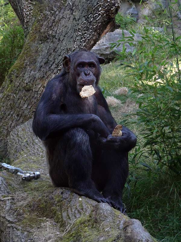 Schimpanse Epulu auf der Freianlage im Zoo Wuppertal am 1. Juli 2015