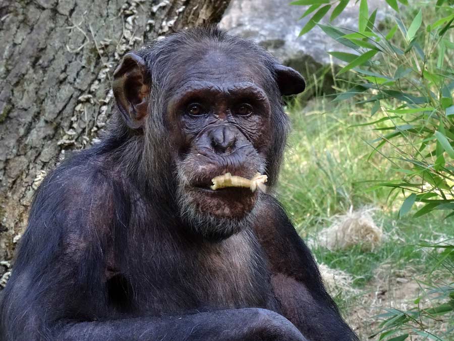 Schimpanse Epulu auf der Freianlage im Wuppertaler Zoo am 1. Juli 2015