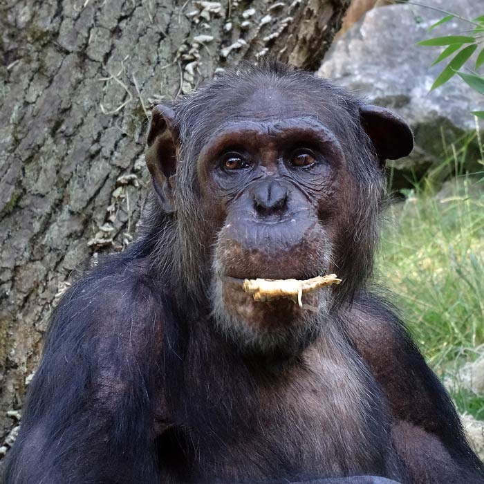 Schimpanse Epulu im Wuppertaler Zoo am 1. Juli 2015
