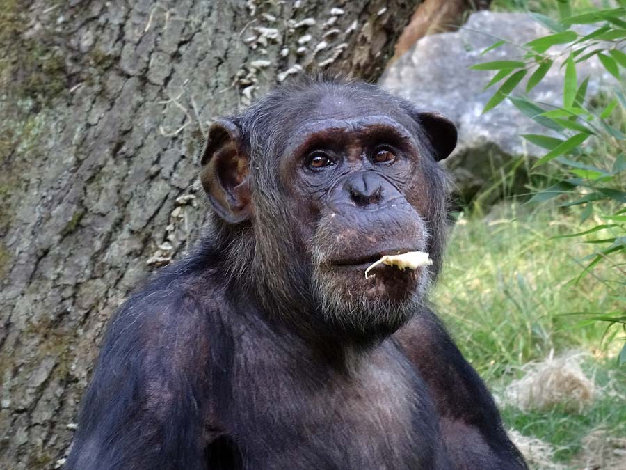 Schimpanse Epulu auf der Freianlage im Zoo Wuppertal am 1. Juli 2015