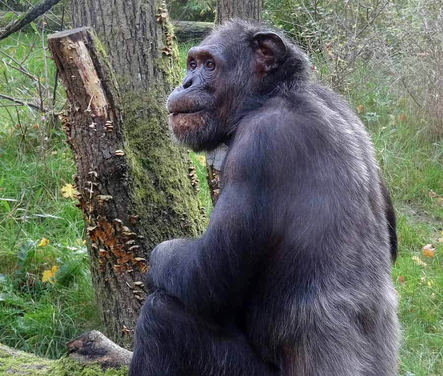 Schimpanse Epulu auf der Freianlage im Zoologischen Garten Wuppertal am 26. Oktober 2015