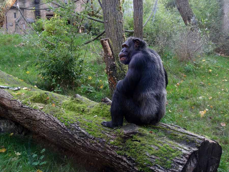 Schimpanse Epulu auf der Freianlage im Zoo Wuppertal am 26. Oktober 2015