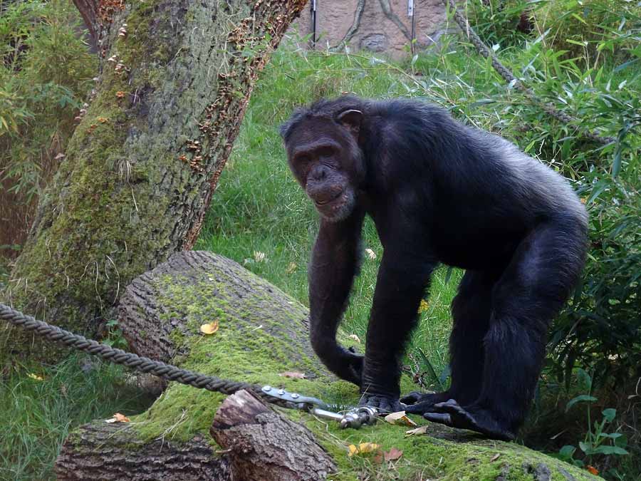 Schimpanse Epulu auf der Freianlage im Wuppertaler Zoo am 26. Oktober 2015