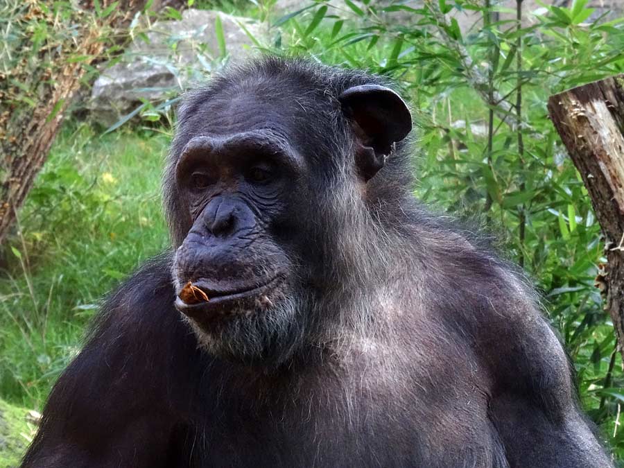Schimpanse Epulu auf der Freianlage im Zoo Wuppertal am 26. Oktober 2015