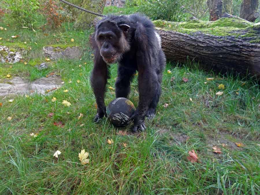 Schimpanse Epulu auf der Freianlage im Wuppertaler Zoo am 26. Oktober 2015