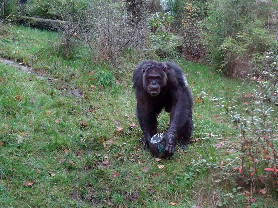 Schimpanse Epulu auf der Freianlage im Zoologischen Garten Wuppertal am 8. November 2015