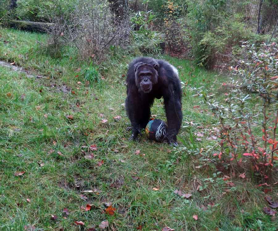 Schimpanse Epulu auf der Freianlage im Wuppertaler Zoo am 8. November 2015
