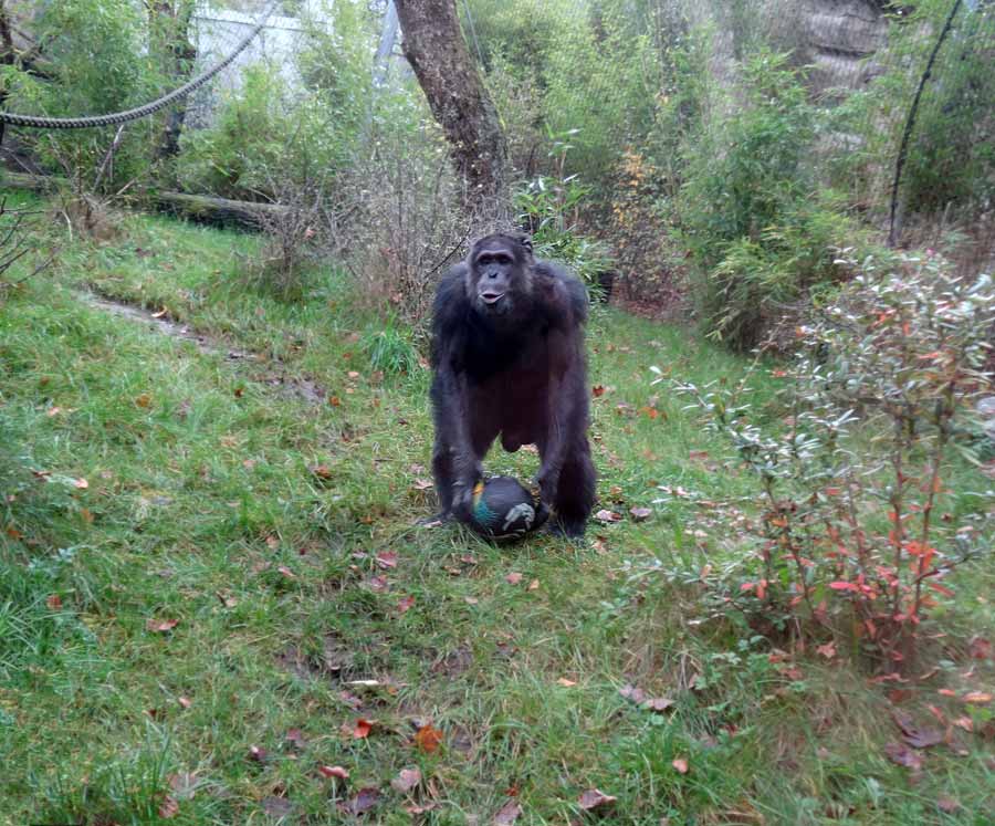 Schimpanse Epulu auf der Freianlage im Zoo Wuppertal am 8. November 2015