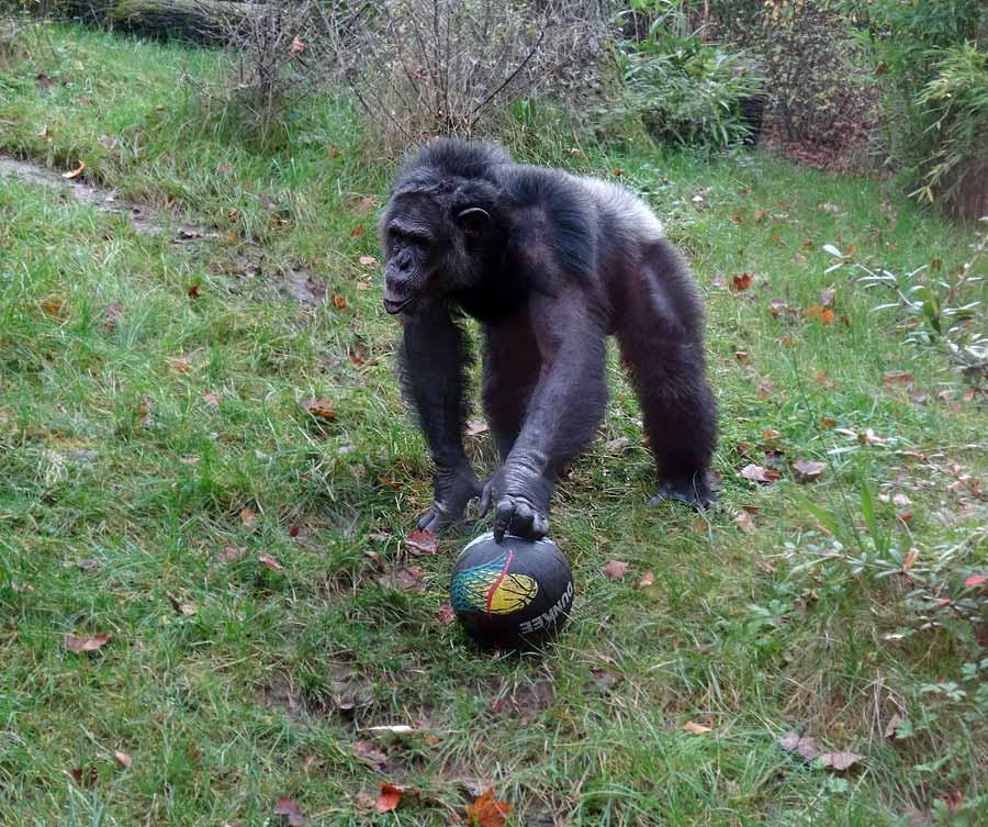 Schimpanse Epulu auf der Freianlage im Zoologischen Garten Wuppertal am 8. November 2015