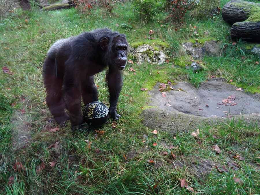 Schimpanse Epulu auf der Freianlage im Wuppertaler Zoo am 8. November 2015