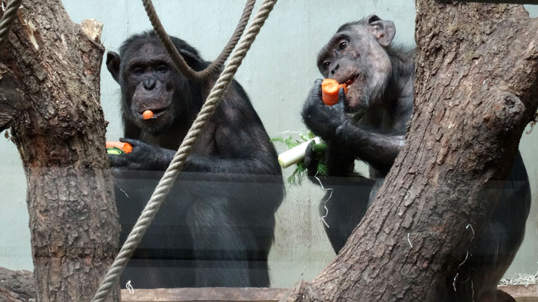 Schimpanse EPULU und Schimpansin KITOTO am 12. März 2017 im Menschenaffenhaus im Zoologischen Garten der Stadt Wuppertal
