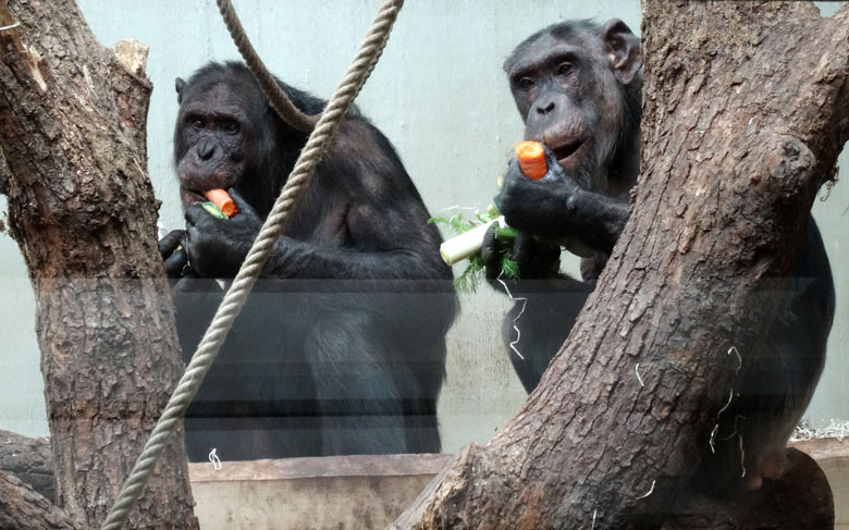 Schimpanse EPULU und Schimpansin KITOTO am 12. März 2017 im Menschenaffenhaus im Wuppertaler Zoo