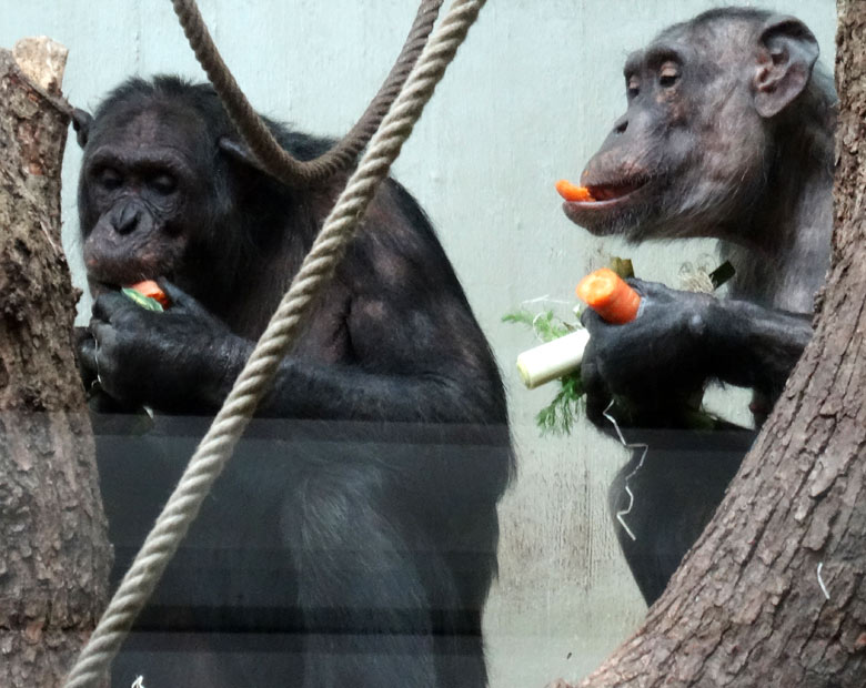 Schimpanse EPULU und Schimpansin KITOTO am 12. März 2017 im Menschenaffenhaus im Grünen Zoo Wuppertal