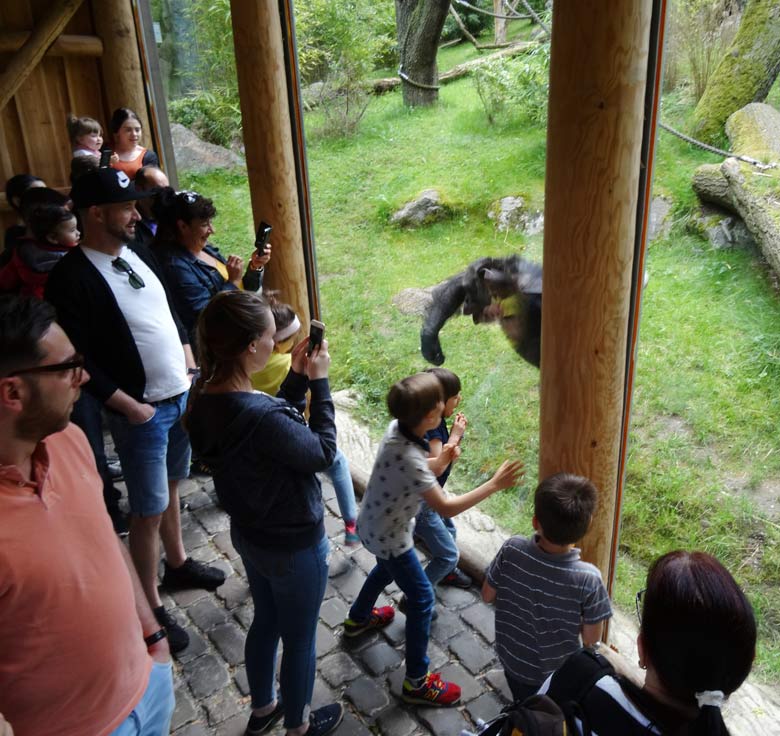 Schimpanse EPULU am 21. Mai 2017 auf der Außenanlage im Zoologischen Garten der Stadt Wuppertal