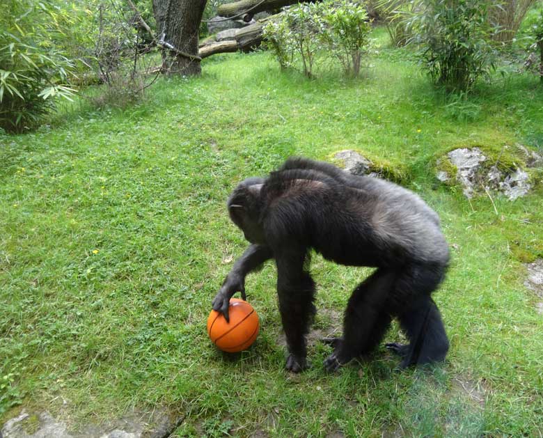 Schimpanse EPULU mit Ball am 21. Mai 2017 auf der Außenanlage im Zoologischen Garten Wuppertal