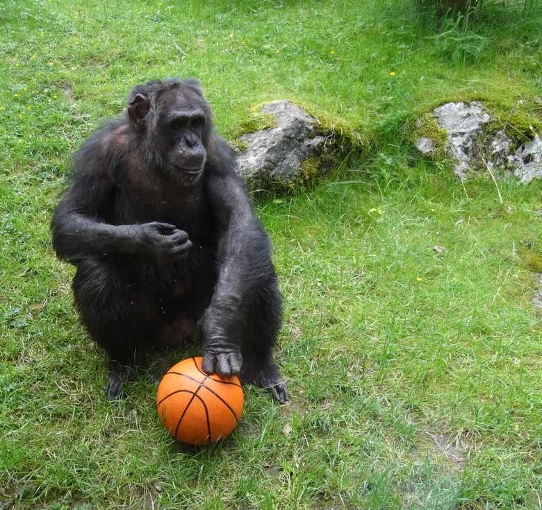 Schimpanse EPULU mit Ball am 21. Mai 2017 auf der Außenanlage im Wuppertaler Zoo
