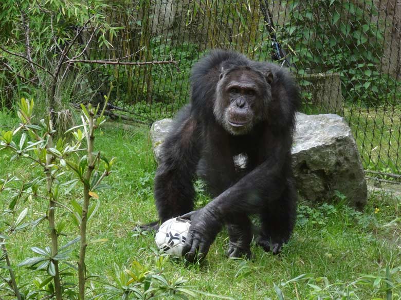 Schimpanse EPULU mit Ball am 21. Mai 2017 auf der Außenanlage im Grünen Zoo Wuppertal