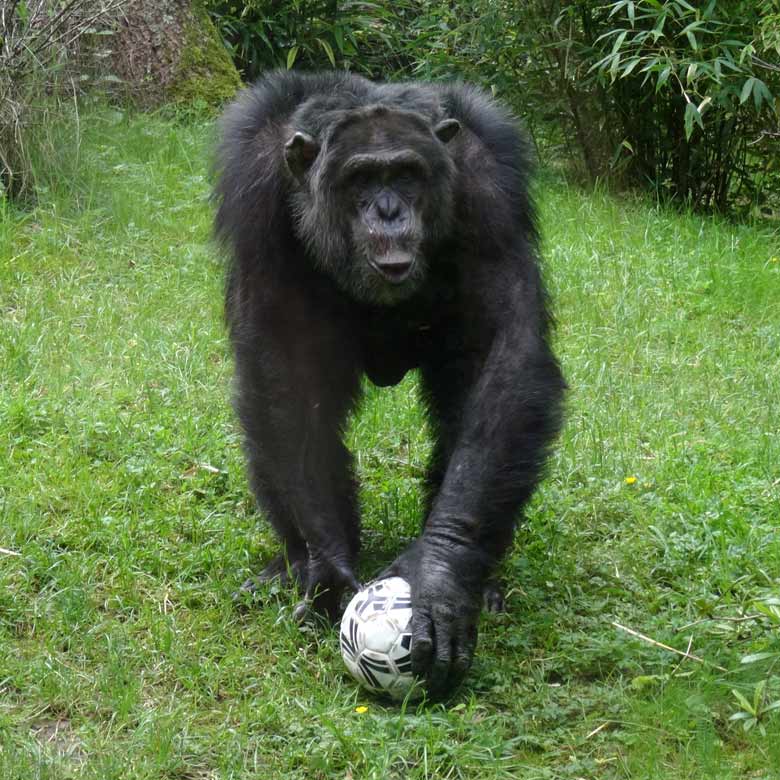 Schimpanse EPULU mit Ball am 21. Mai 2017 auf der Außenanlage im Zoo Wuppertal