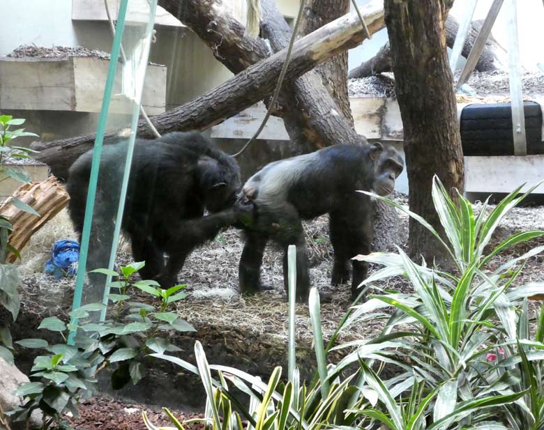 Schimpanse EPULU und Schimpansin KITOTO am 2. Juni 2017 im Menschenaffenhaus im Zoologischen Garten der Stadt Wuppertal