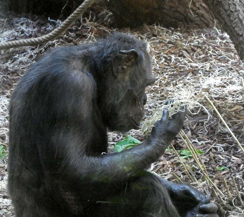 Schimpanse EPULU am 2. Juni 2017 im Menschenaffenhaus im Wuppertaler Zoo