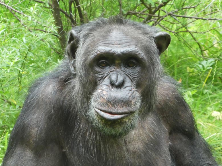 Schimpansen-Männchen EPULU am 16. Juli 2017 auf der Außenanlage im Grünen Zoo Wuppertal