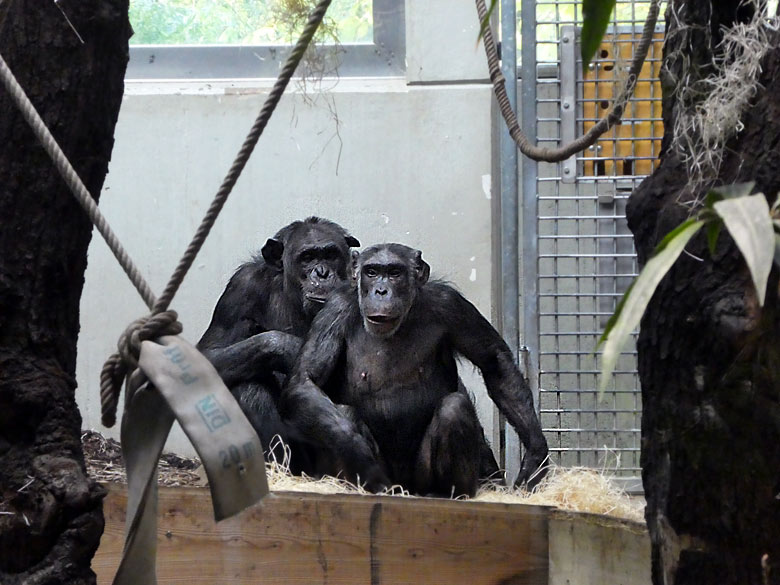 Schimpanse EPULU mit Schimpansin KITOTO am 1. November 2017 im Innengehege im Menschenaffenhaus im Zoologischen Garten Wuppertal
