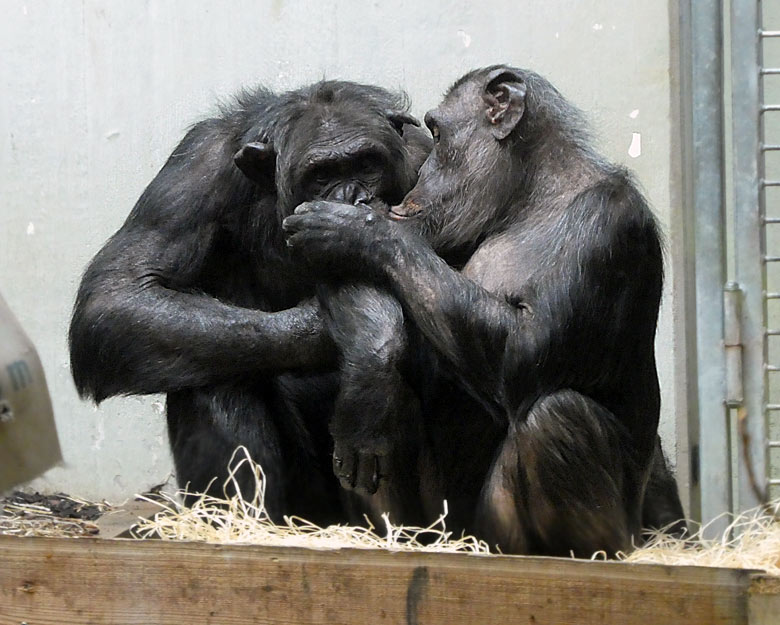 Schimpanse EPULU mit Schimpansin KITOTO am 1. November 2017 im Innengehege im Menschenaffenhaus im Zoo Wuppertal