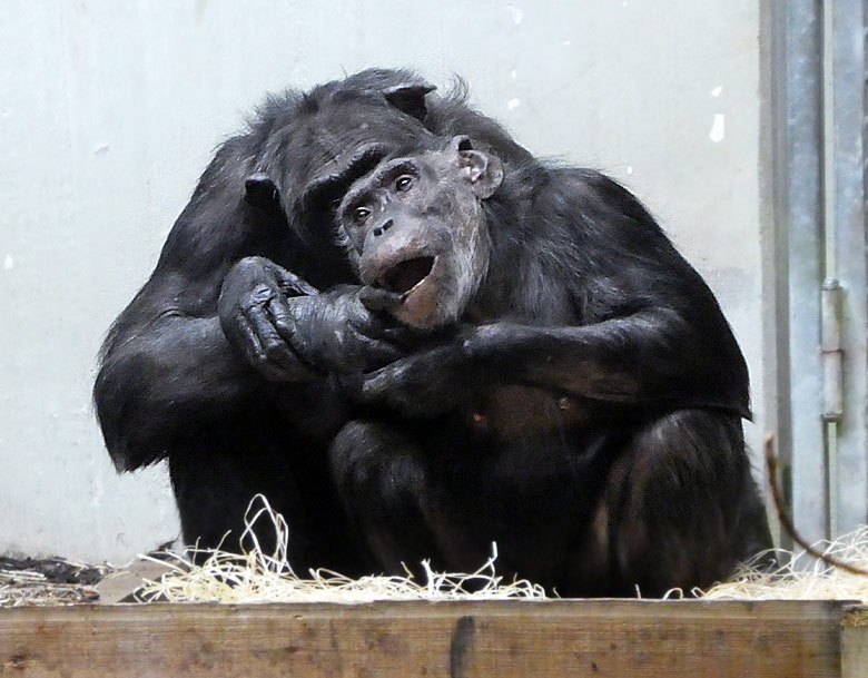 Schimpanse EPULU mit Schimpansin KITOTO am 1. November 2017 im Innengehege im Menschenaffenhaus im Wuppertaler Zoo