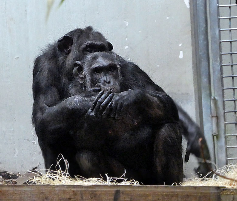 Schimpanse EPULU mit Schimpansin KITOTO am 1. November 2017 im Innengehege im Menschenaffenhaus im Grünen Zoo Wuppertal