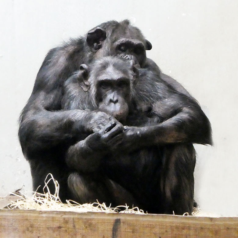 Schimpanse EPULU mit Schimpansin KITOTO am 1. November 2017 im Innengehege im Menschenaffenhaus im Zoologischen Garten der Stadt Wuppertal
