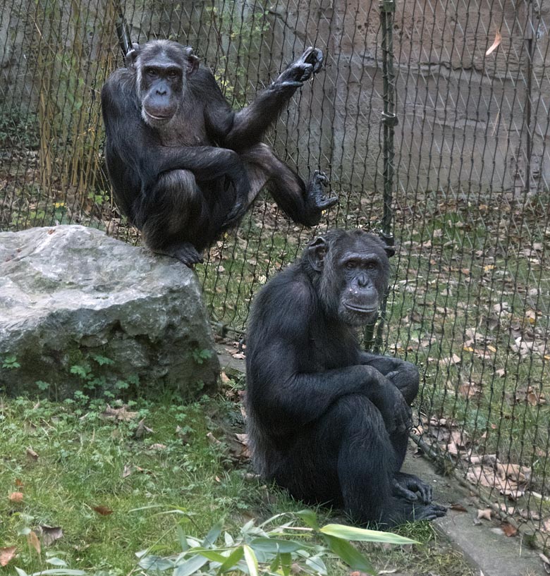 Schimpansin KITOTO und Schimpanse EPULU am 3. November 2017 auf der Außenanlage am Menschenaffenhaus im Grünen Zoo Wuppertal
