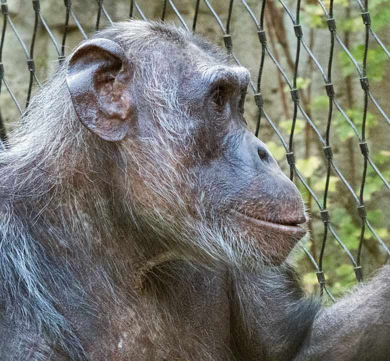Schimpansin KITOTO am 3. November 2017 auf der Außenanlage am Menschenaffenhaus im Grünen Zoo Wuppertal